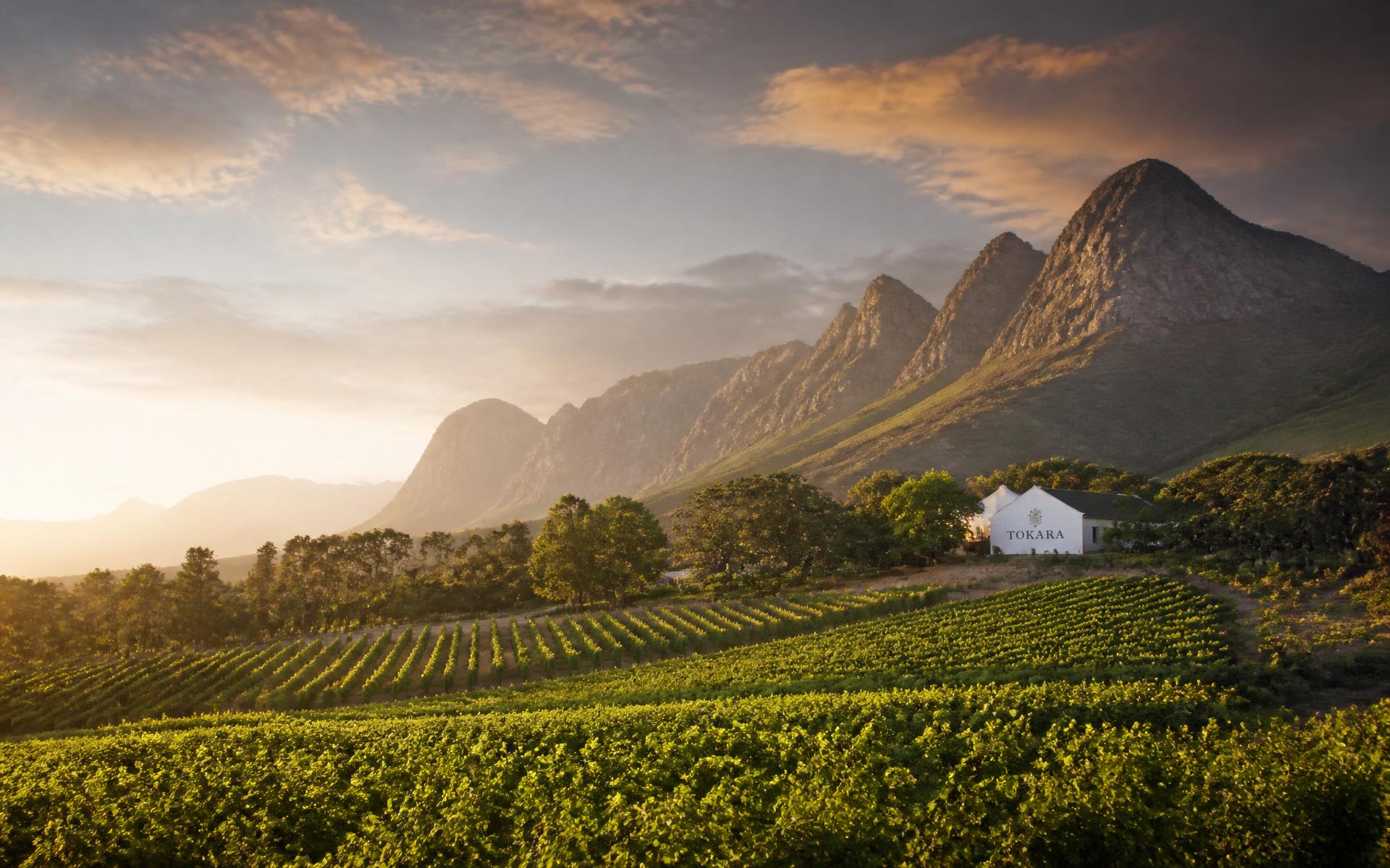 Tokara Wine Estate vineyards